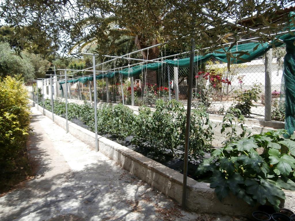 Olive House Elia Nikitis Exterior foto